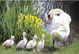 殼寡糖的動物營養功能研究進展